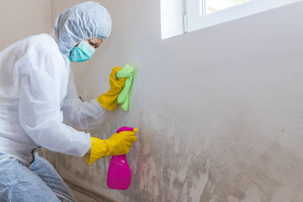 Asbestos and Lead Testing During Mold Inspection in Lutz, FL